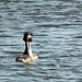 Great Crested Grebes Mating Dance