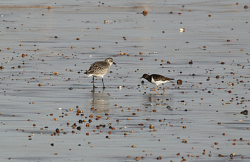 Grey Plover & Same Jealous Turnstone