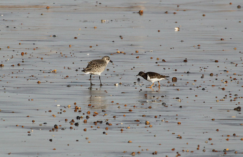 Grey Plover & Same Jealous Turnstone
