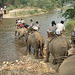 elephant ride