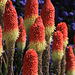 Red Hot Pokers