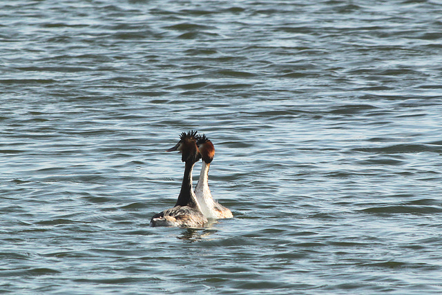 Great Crested Grebes Mating Dance