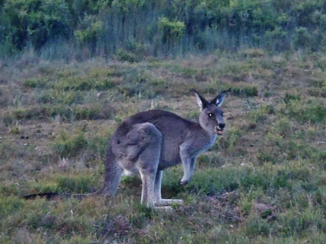 Barry Morgan kangaroo