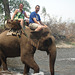 elephant ride