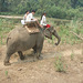 elephant ride