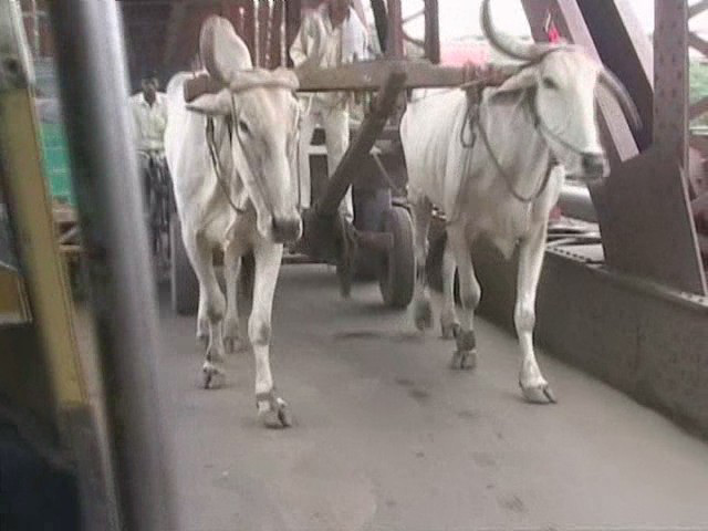 Varanasi - bullock cart on bridge