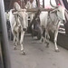 Varanasi - bullock cart on bridge