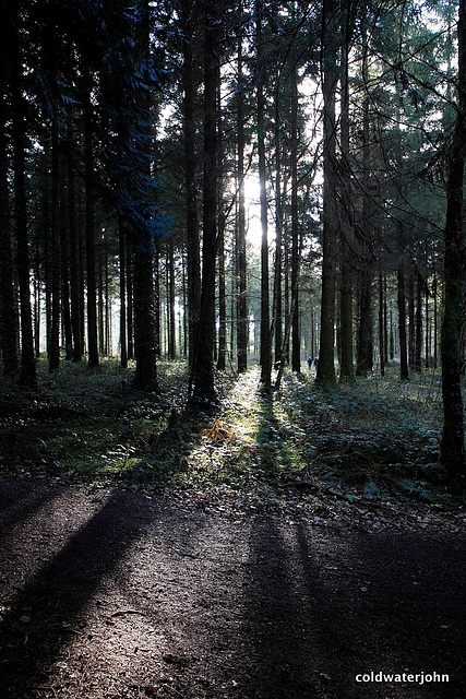 Giants' shadows - Firs in the Dundrum Woods