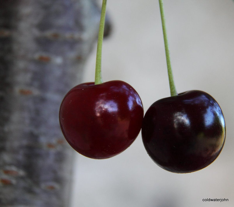 August Fruits and flowers