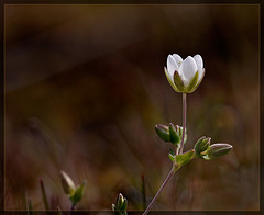 Miniature "Tulip"