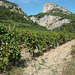 Dans les Detelles de Montmirail Provence