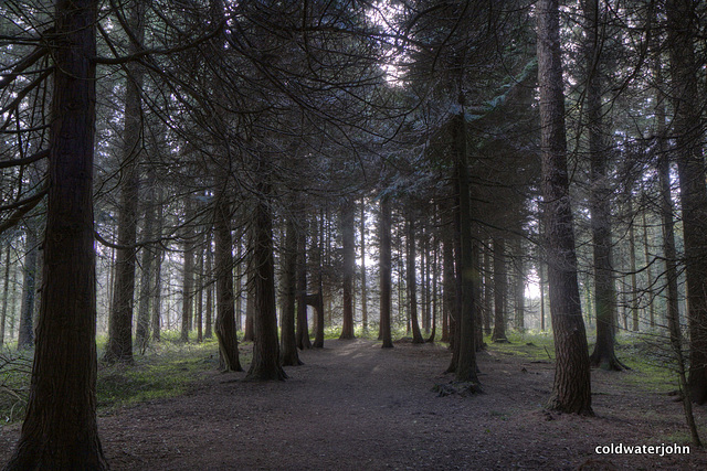 Dundrum Woods