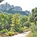 Dans Les Dentelles de Montmirail Provence