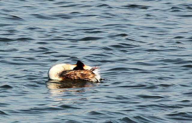 Great Crested Grebe