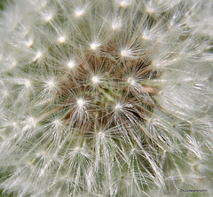 The Dreaded Dandelion...