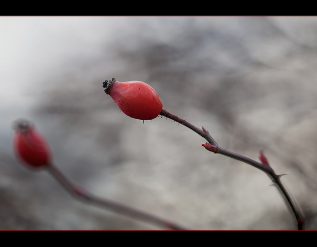 Rosehips