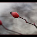 Rosehips