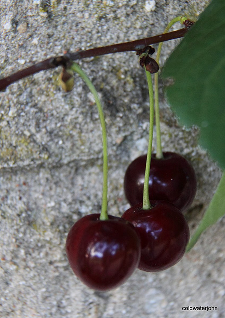 August Fruits and flowers