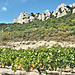 Dentelles de Montmirail Provence