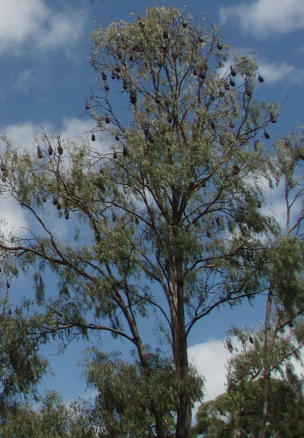 flying foxes