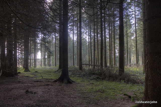 Dundrum woods