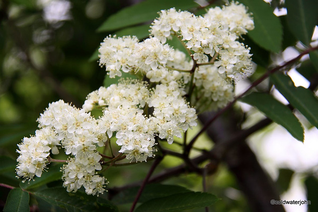 Rowan tree blossom