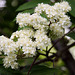 Rowan tree blossom