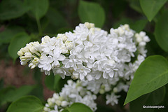 White Lilac bloom