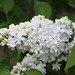 White Lilac bloom