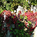 brompton cemetery, london