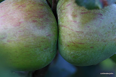 August Fruits and flowers