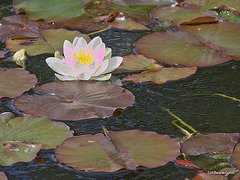 The season's first water lily