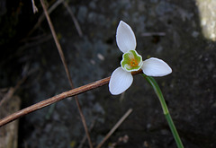 Perce-neige