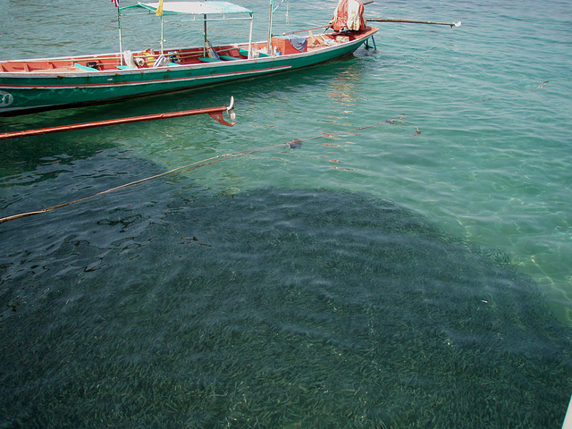 Ban Mae Hat pier - millions of fish