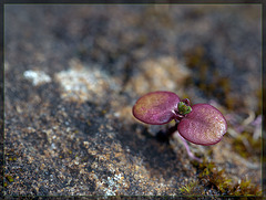 Against the Odds: Seedling on a Rock!