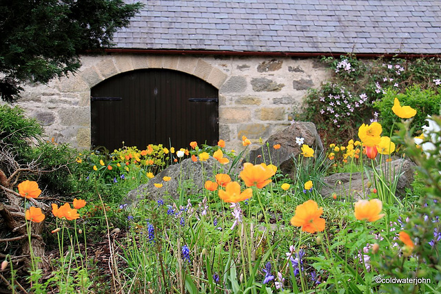 California Poppies' turn