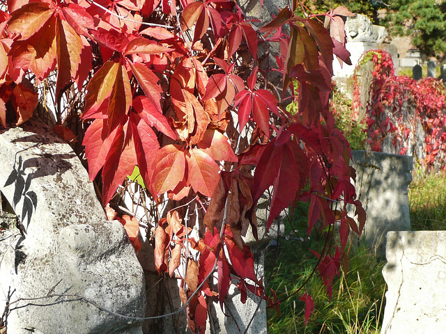 brompton cemetery, london,virginia creeper covers gravestones in the cemetery