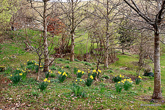 Home to Spring daffodils #3