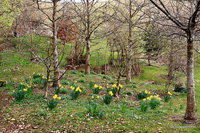 Home to Spring daffodils #3