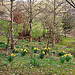 Home to Spring daffodils #3
