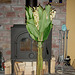 ornamental ginger from the garden