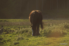 Spring grazing - early evening