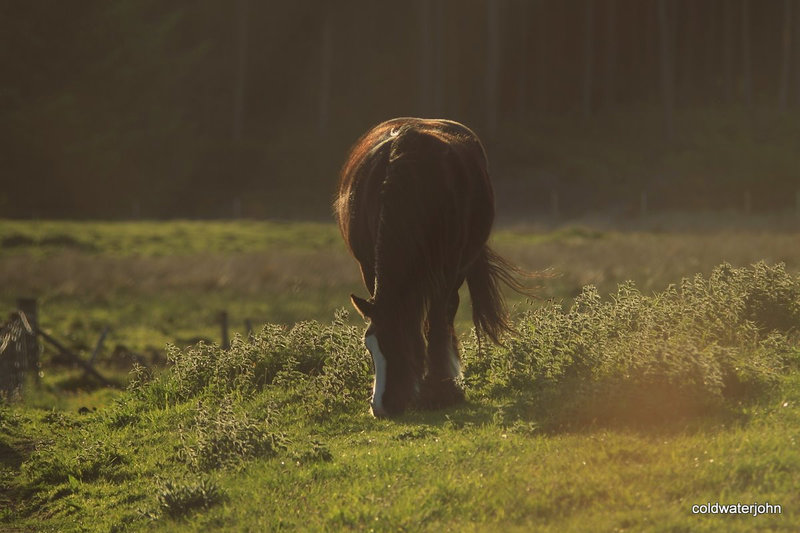 Spring grazing - early evening