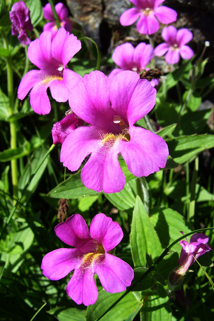 Great Purple Monkeyflower