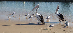 pelicans in San Remo