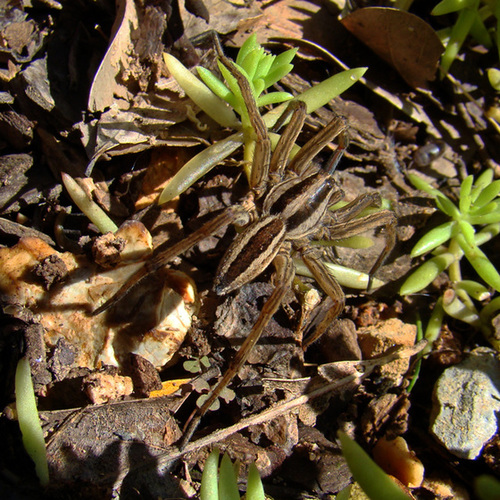 Rabid Wolf Spider #3