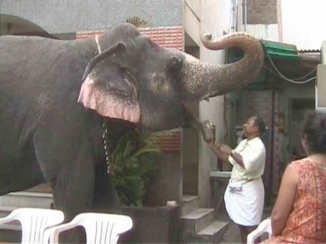 Madurai elephant getting a drink