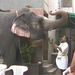 Madurai elephant getting a drink