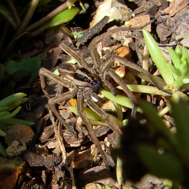 Rabid Wolf Spider #2