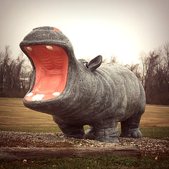 Lawn Hippo